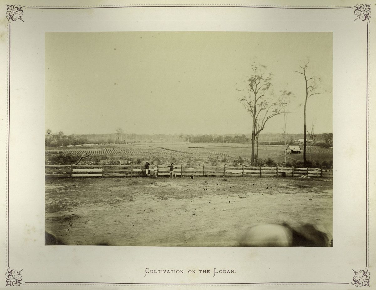 Acres of river flats near the Logan River, Queensland, 1874