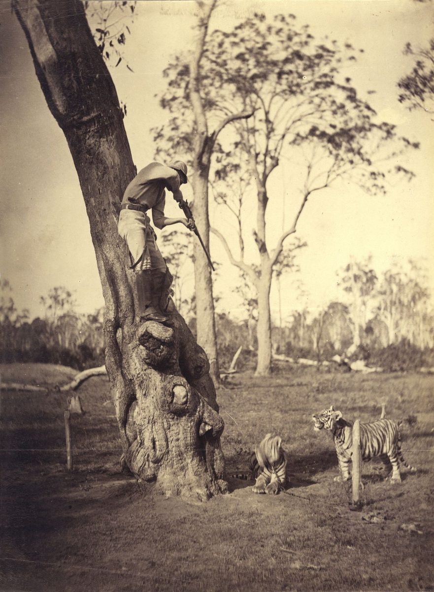 James Trackson shooting tigers, Toombul (1884)