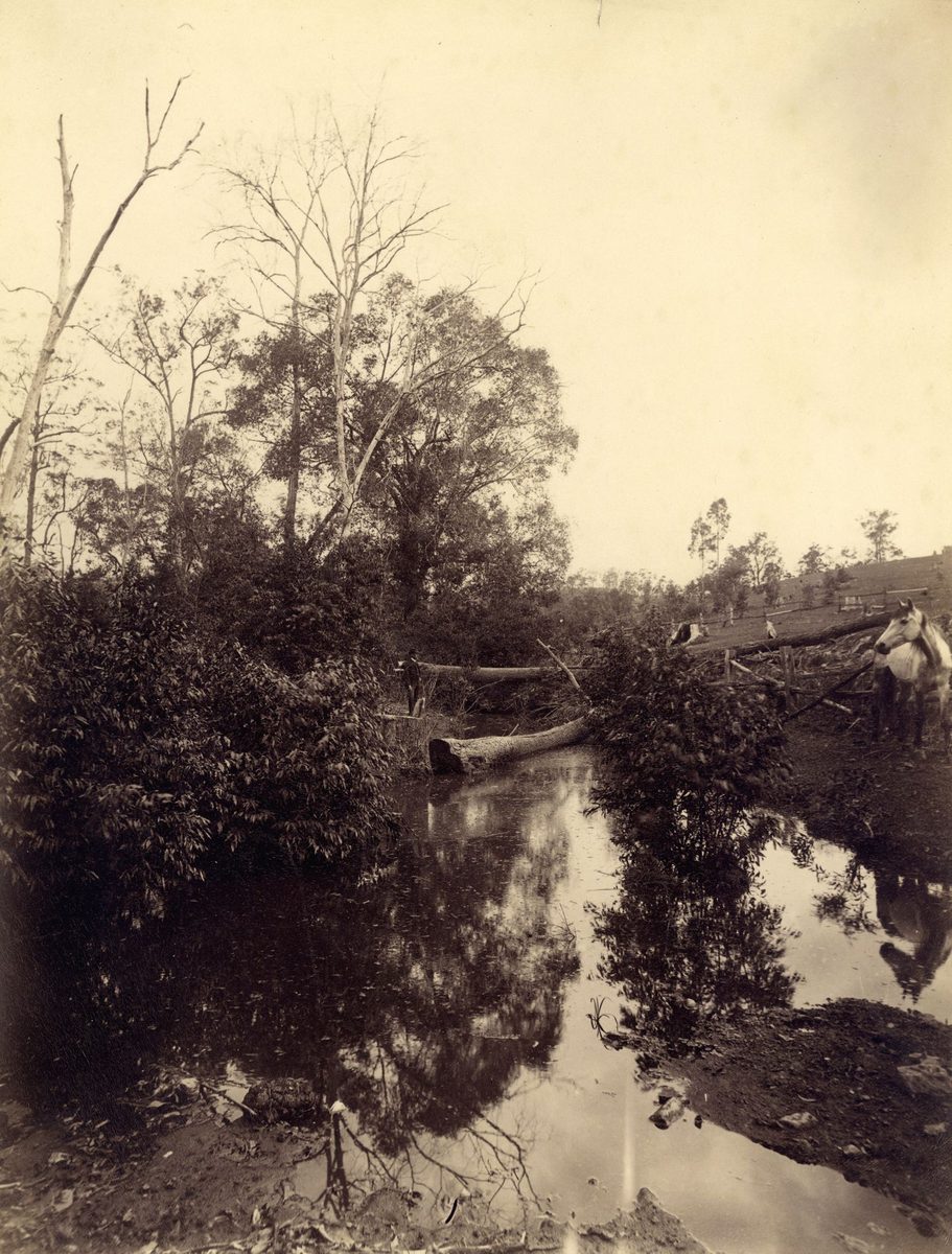 Cabbage Tree Creek near Sandgate, 1886