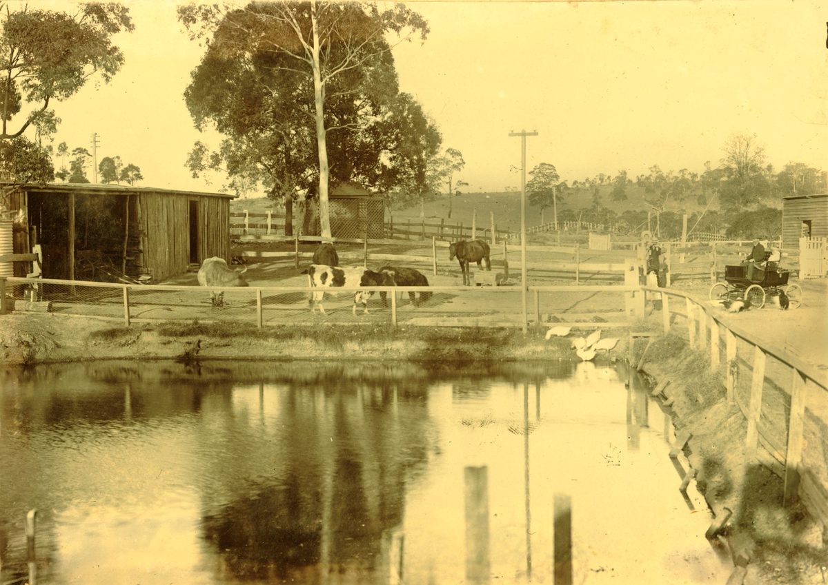 View of the pond at Trackson's property, Sedgley Grange, 1903, Newmarket