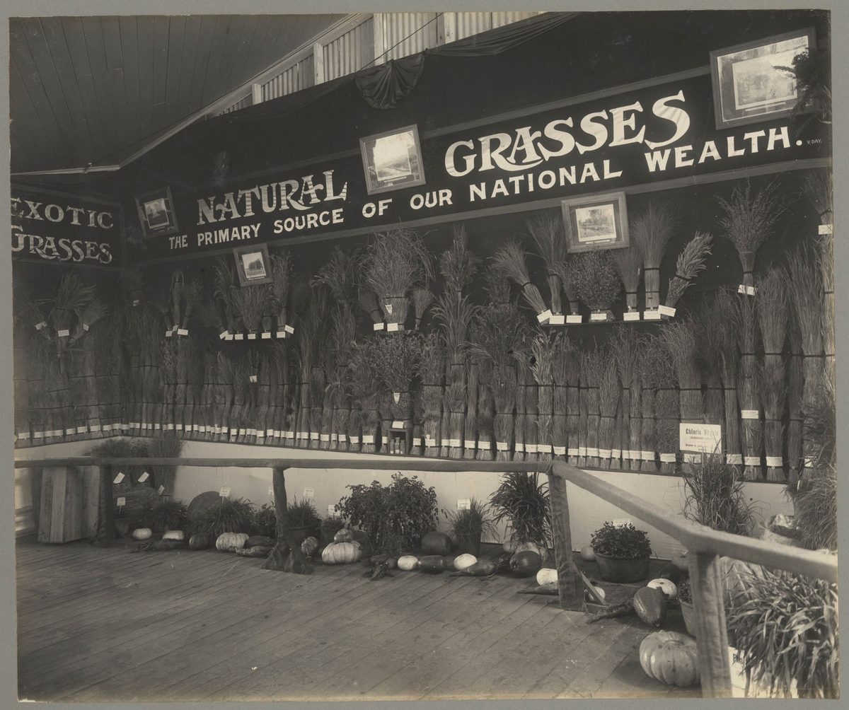 Grass display at the Jubilee Exhibition, Brisbane, 1909