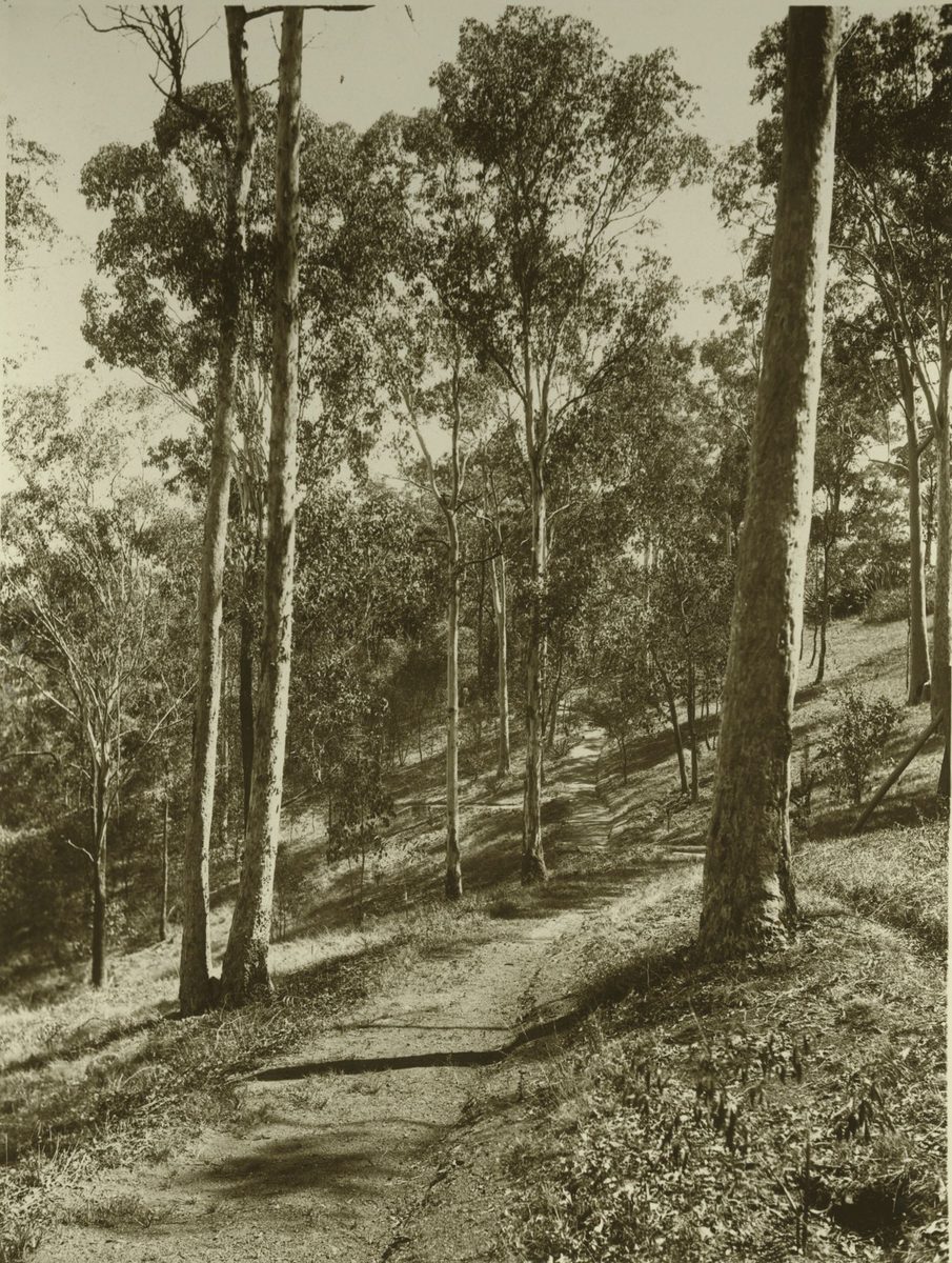 Walking track through the trees in the grounds of Government House, Brisbane, 1932, Bardon