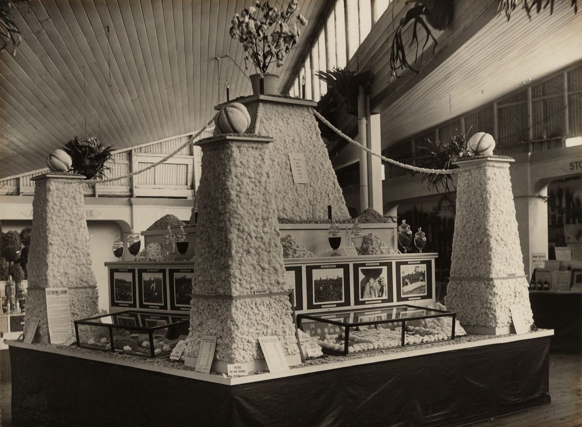 Cotton trophy, Brisbane (1922)