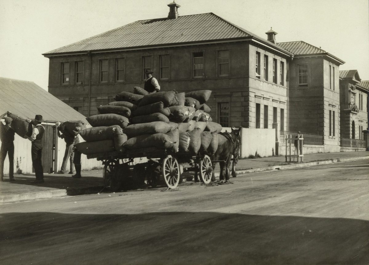 Unloading cotton bales at the Department of Agiculture and Stock, Brisbane (1922)