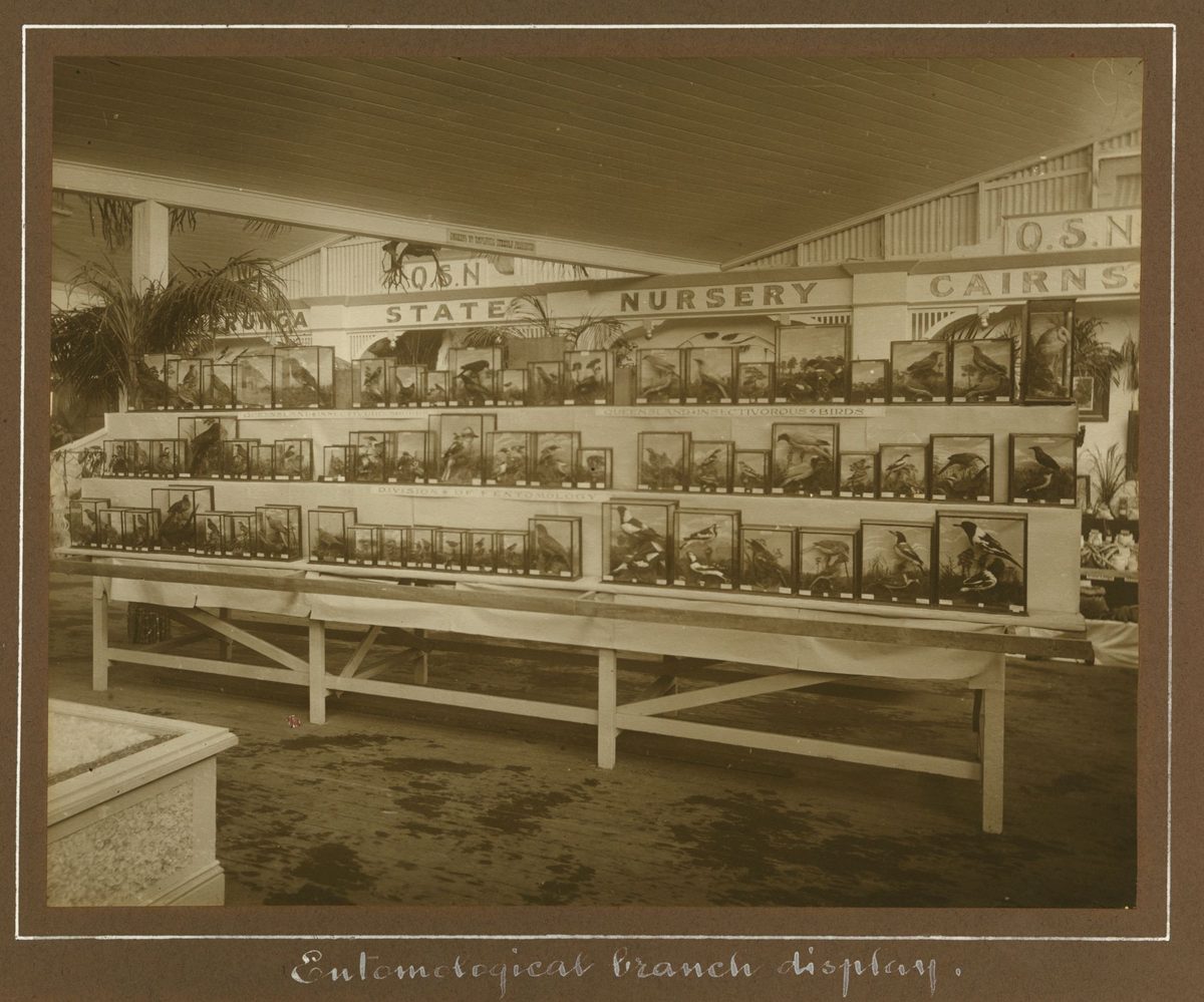 Queensland State Nursery Cairns Entomological Branch display at the Exhibition, Brisbane, 1912