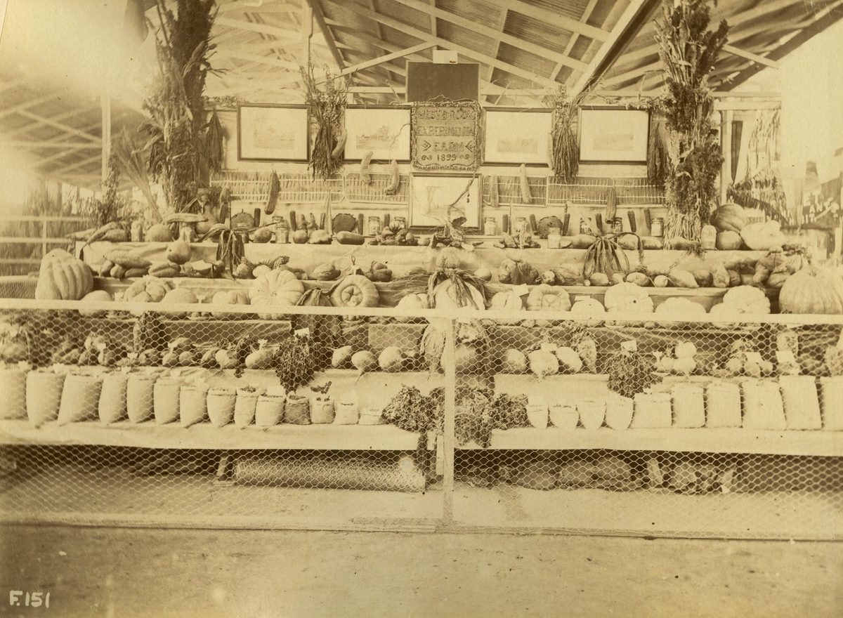 Westbrook State Farm exhibit, Brisbane, 1899