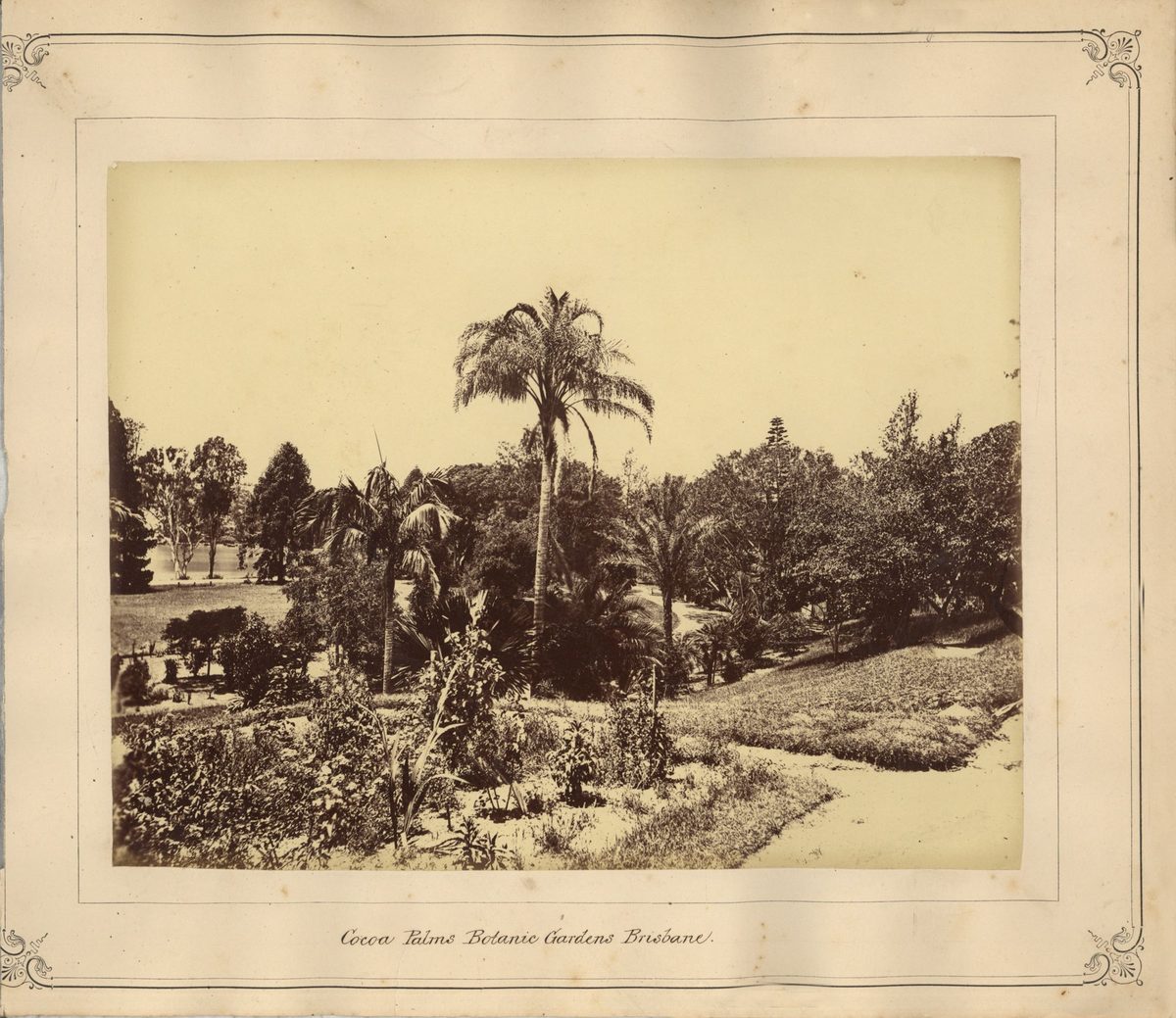 Cocoa Palms in the Botanic Gardens, Brisbane, 1876