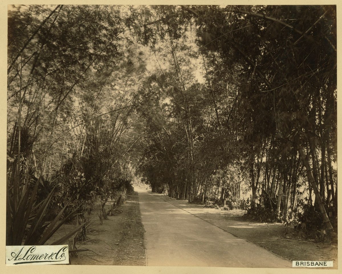 Bamboo Walk in the Botanical Gardens, Brisbane, 1889
