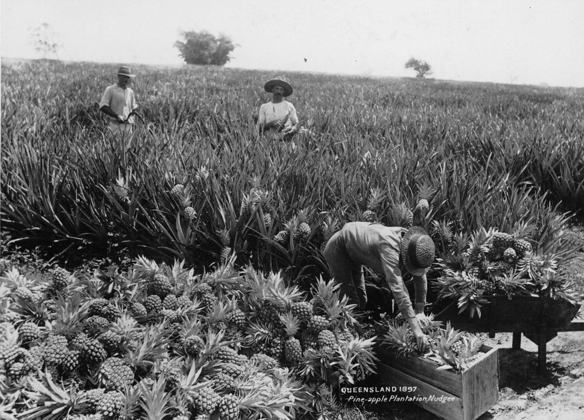 Nudgee pineapple plantation (1897)
