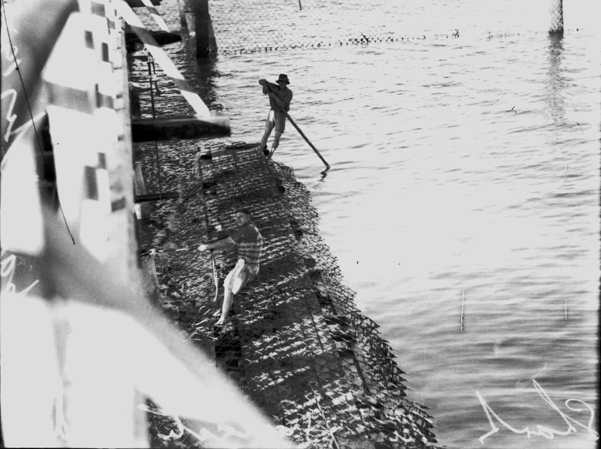 Sharkproof net at the Sandgate Jetty, 1939