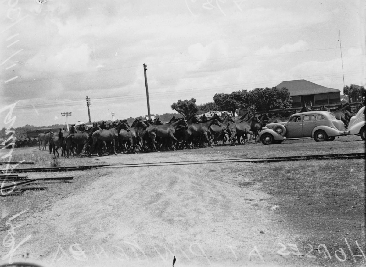 Horses being mustered at Pinkenba, 1939