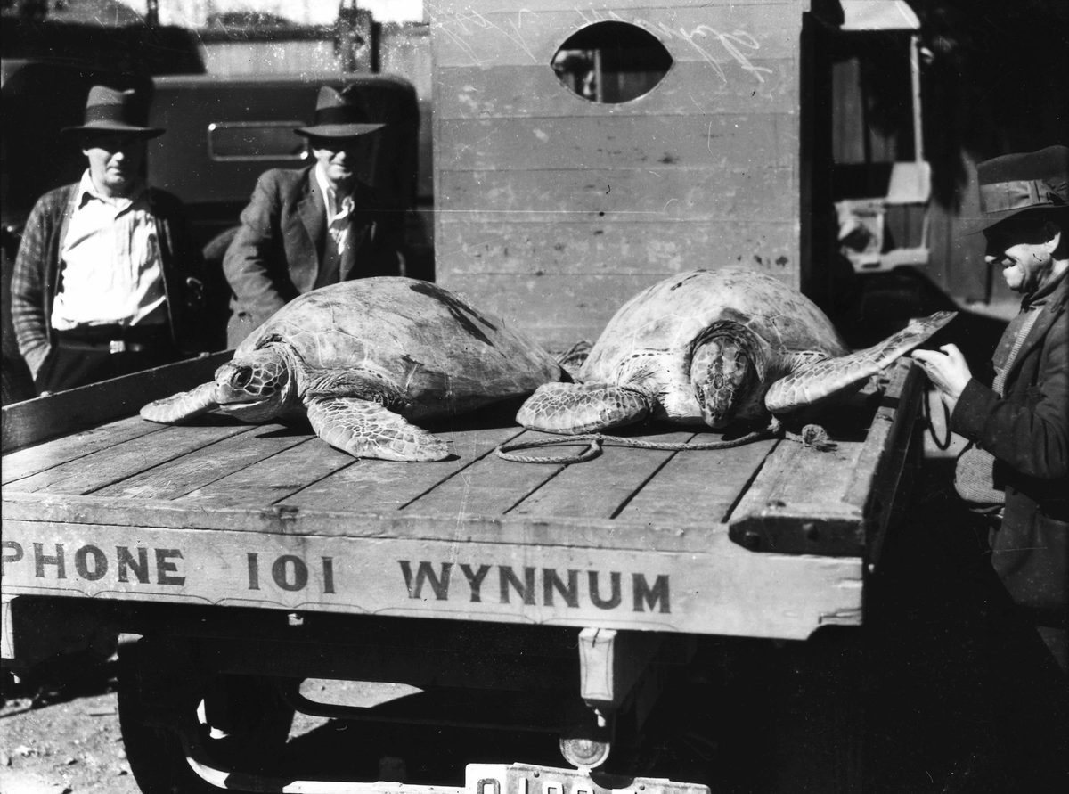 Sea turtles on the back of a truck, 1934, Wynnum