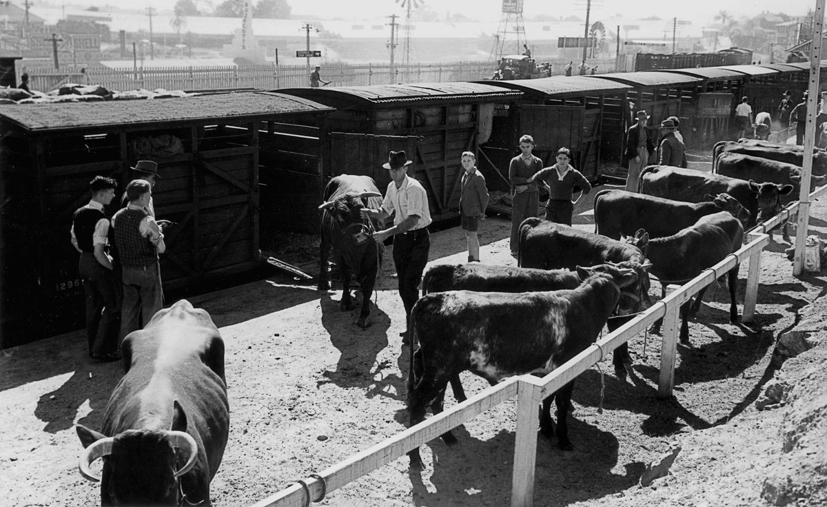 Cattle being unloaded from railway carriages for the RNA Exhibition, Brisbane, 1940, Bowen Hills