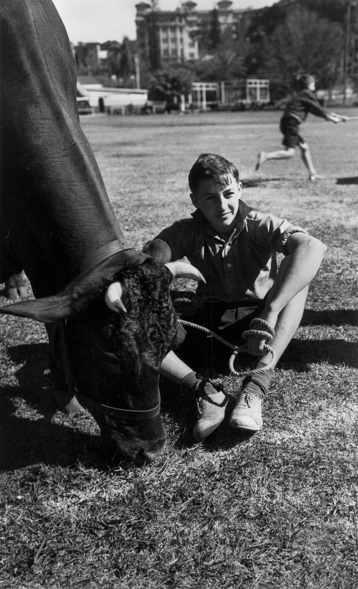 Taking a rest before the cattle judging at the RNA Show, Brisbane, 1940, Bowen Hills