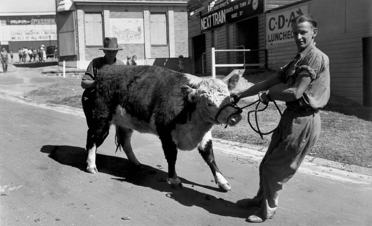 Stubborn young Hereford being unwillingly lead by his attendant, RNA Show, Brisbane, 1940, Bowen Hills
