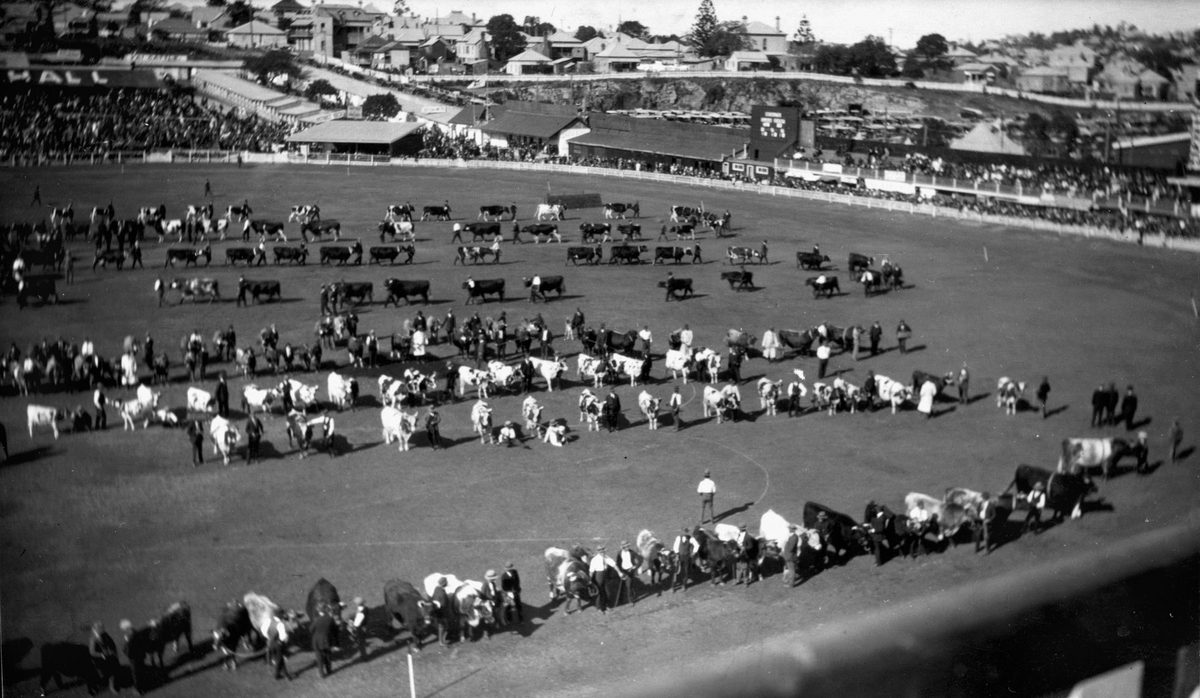 Cattle fill the parade ring at the Exhibition Ground, Brisbane, 1941, Bowen Hills