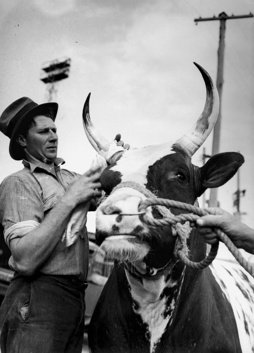 Last minute attention for a cow before judging at the RNA Show, Brisbane, 1940, Bowen Hills