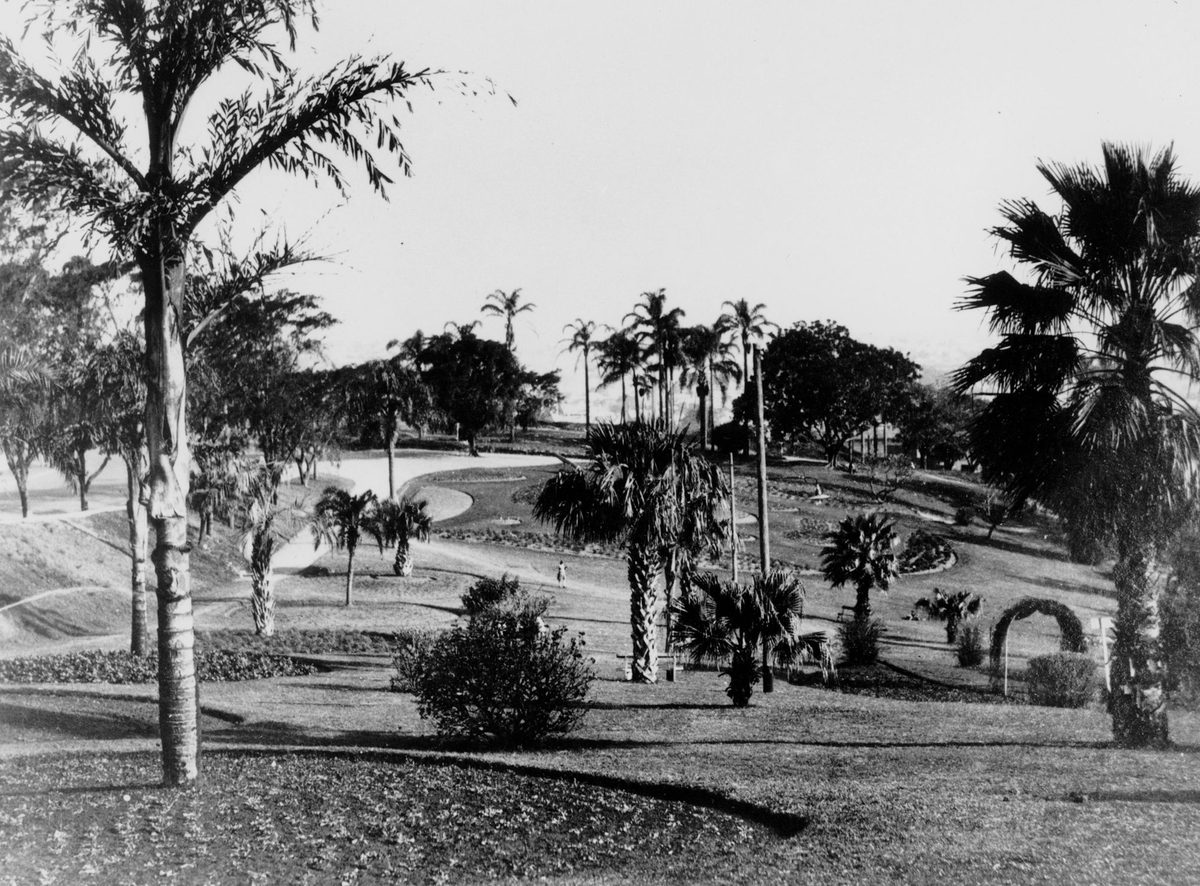 Tall palms growing in Albert Park, Brisbane, 1929