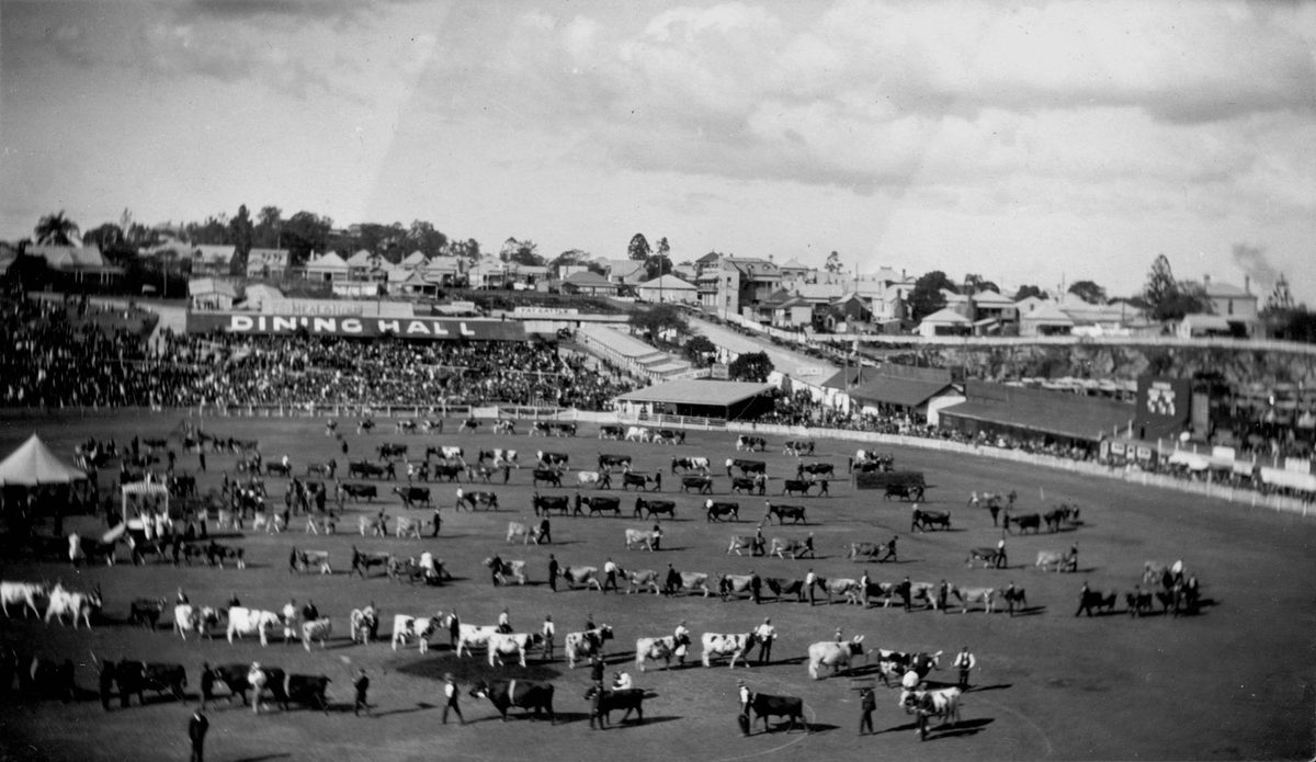Cattle parading in the show ring in front of a large crowd at the Exhibition Ground, Brisbane, 1914, Bowen Hills