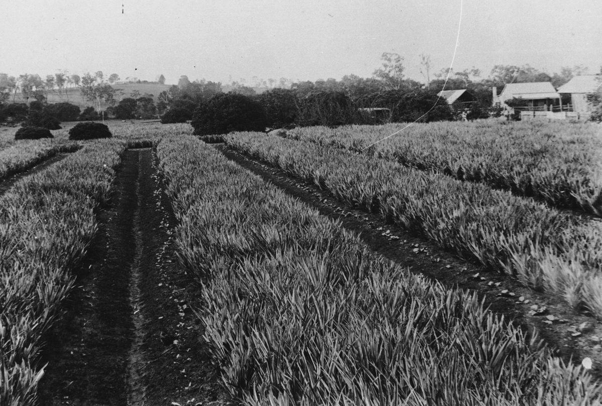 Pineapple plantation, Nudgee in 1894