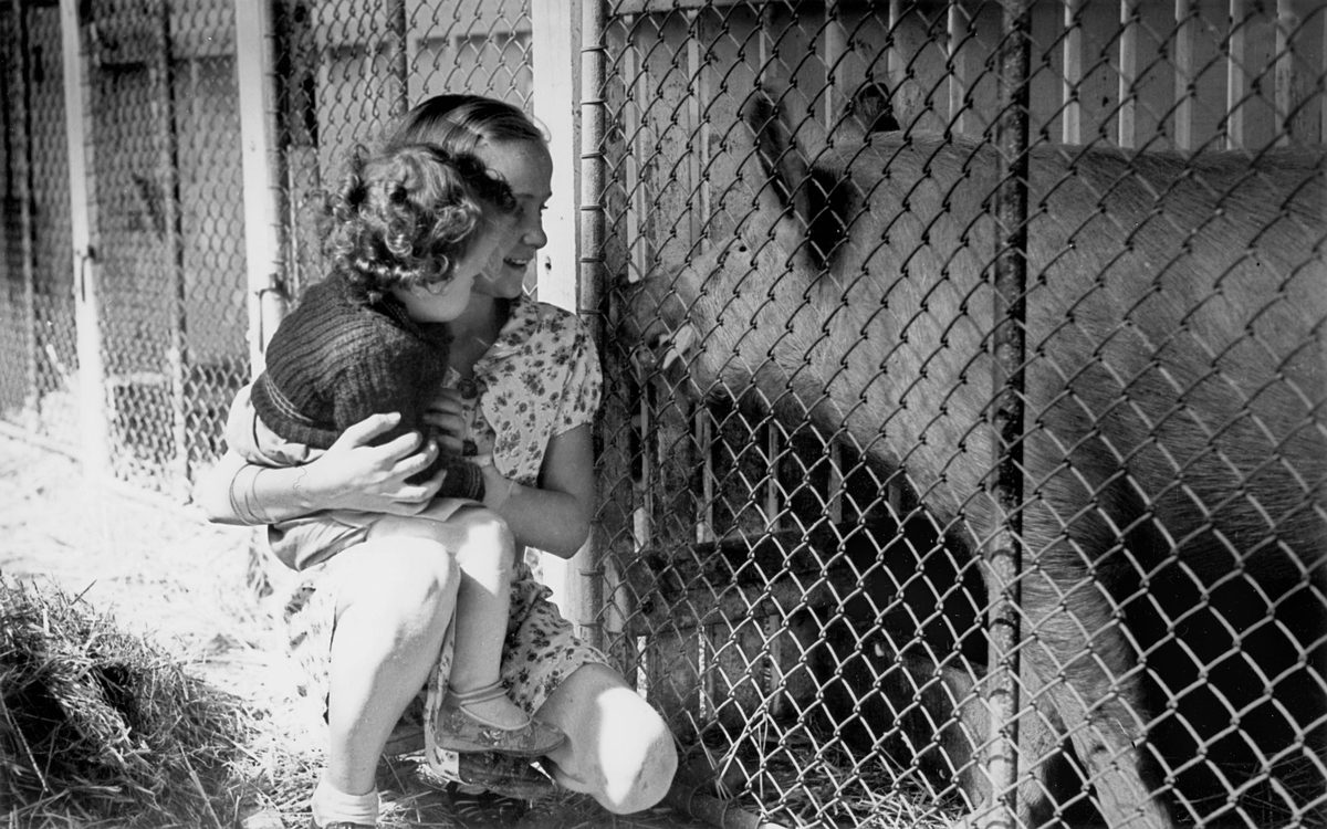 Young girl and toddler inspecting a pig in his enclosure, RNA Show, Brisbane, 1940, Bowen Hills