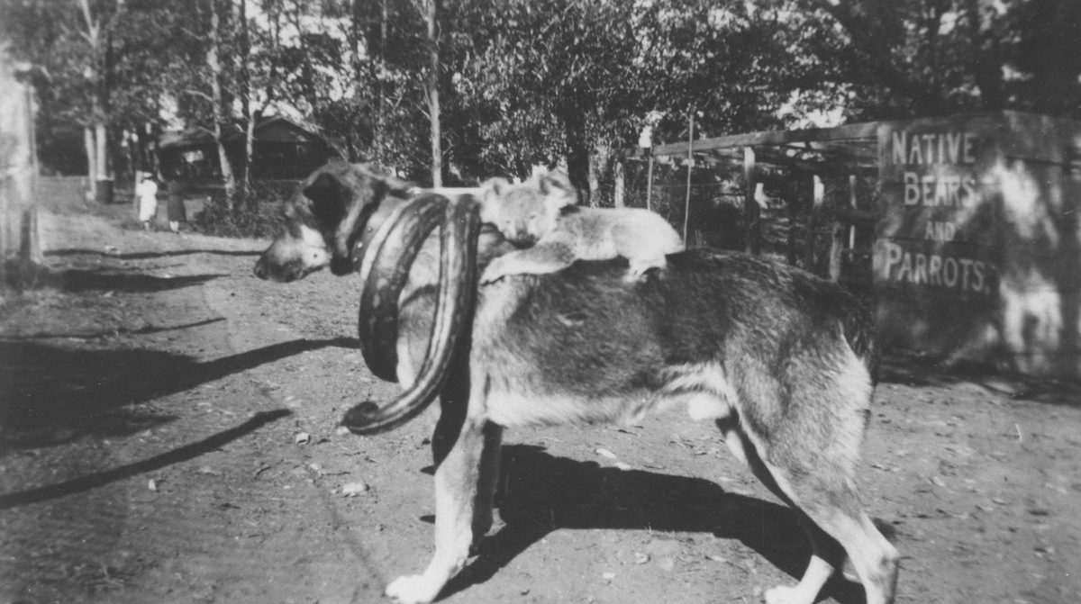 Snake and koala riding a dog at Lone Pine Koala Sanctuary, Brisbane, 1938, Fig Tree Pocket