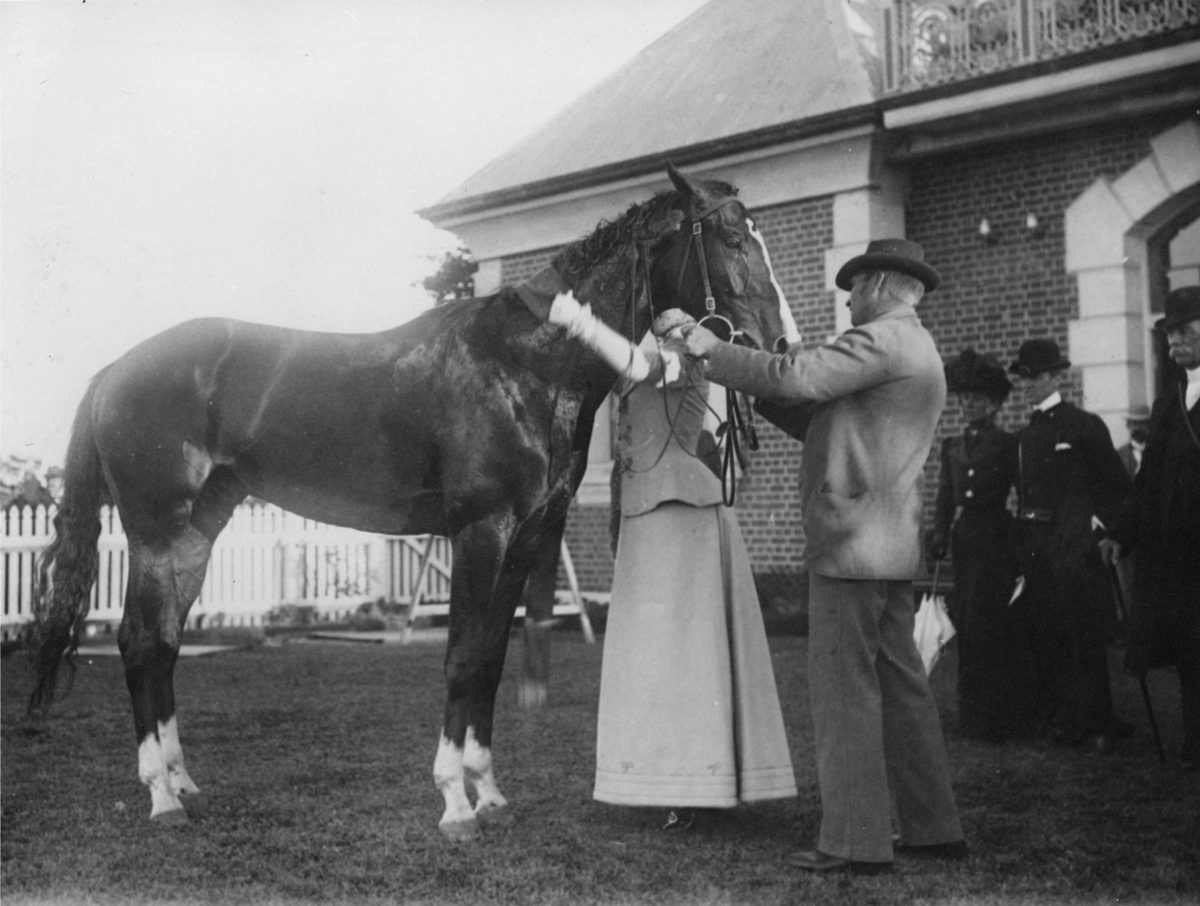 Lady Lamington decorating the racehorse Master Bernie at Eagle Farm racecourse, Brisbane, 1900