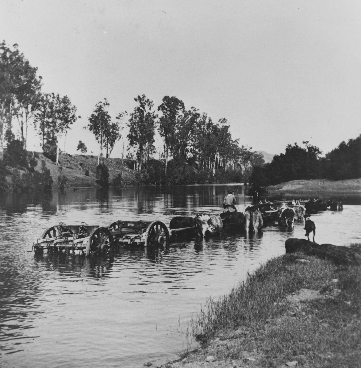 Bullock team crossing the Brisbane River, Fernvale, 1914, Fernvale (Qld.)