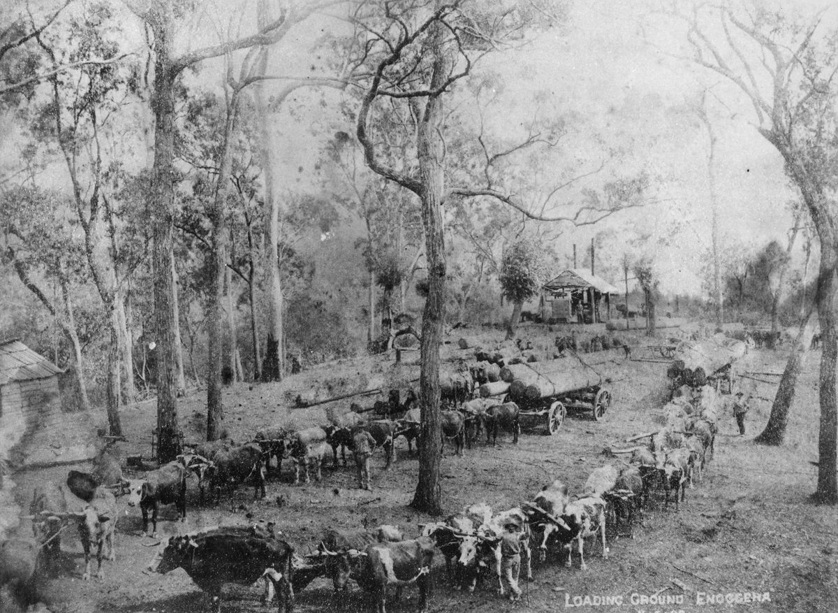Bullock teams at the loading ground, Enoggera, 1899, Enoggera (Qld.)