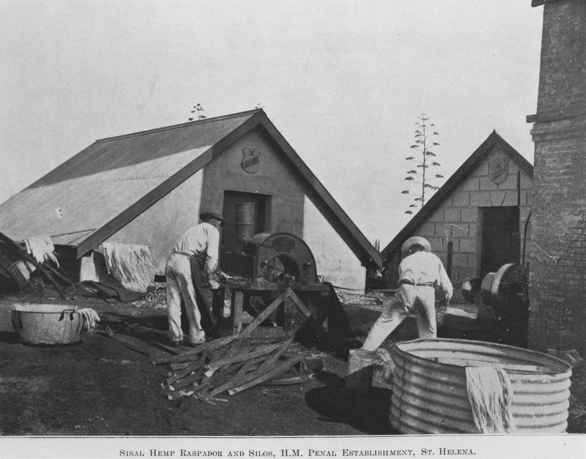 Prisoners using a sisal hemp raspador on St. Helena Island, 1911, St Helena Island
