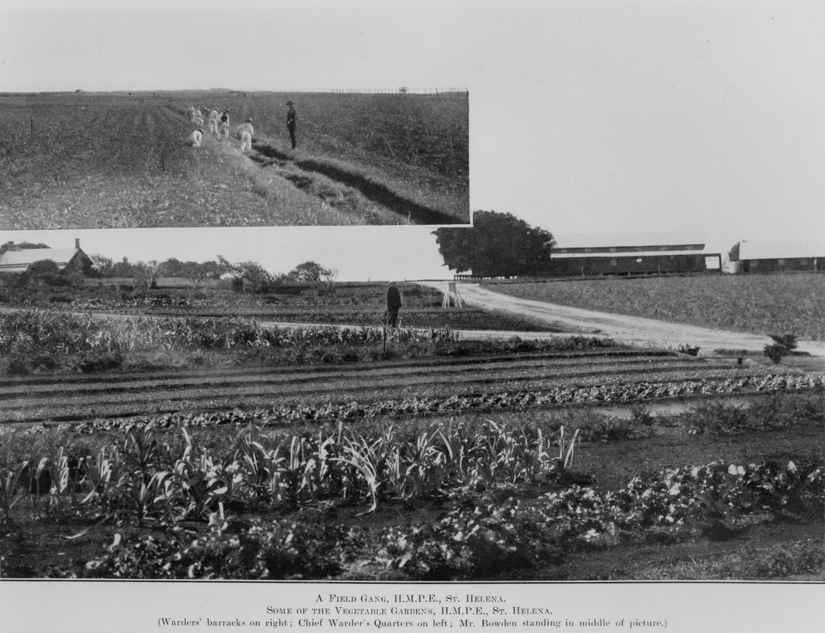 Field gang and vegetable gardens at St. Helena Island, 1913, St Helena Island