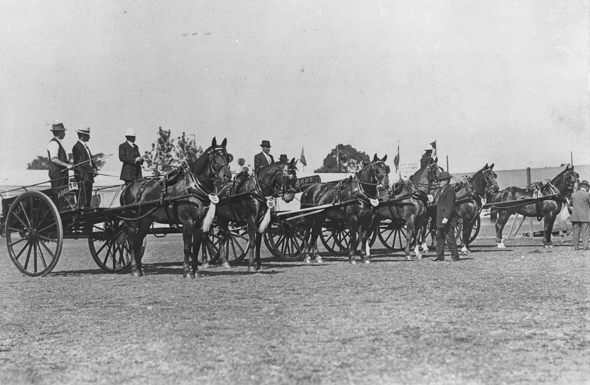 Horse drays and buggies at R.N.A. Exhibition, being judged., Brisbane (1914)