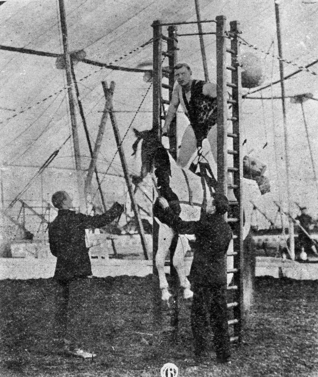 Circus strongman lifting a horse, Brisbane, 1903
