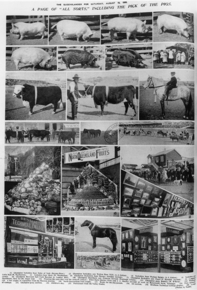 Collage of photographs taken at the Royal National Association Exhibition, known as the Ekka, Brisbane, 1906, Bowen Hills