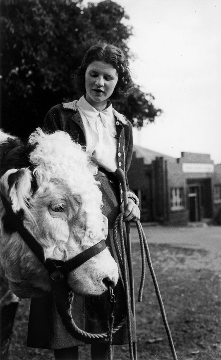Joyce Dixon from Dalby is taking care of her father's prized Hereford, RNA Show, Brisbane, 1940, Bowen Hills