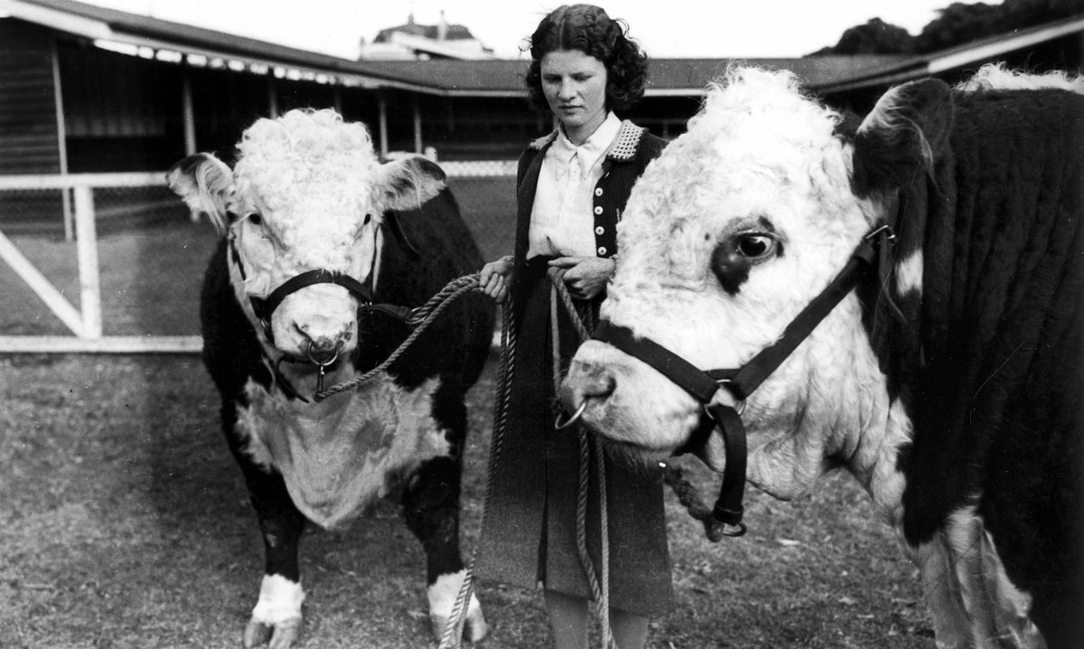 Two very clean young Herefords being attended by Joyce Dixon before entering the show ring, Brisbane, 1940