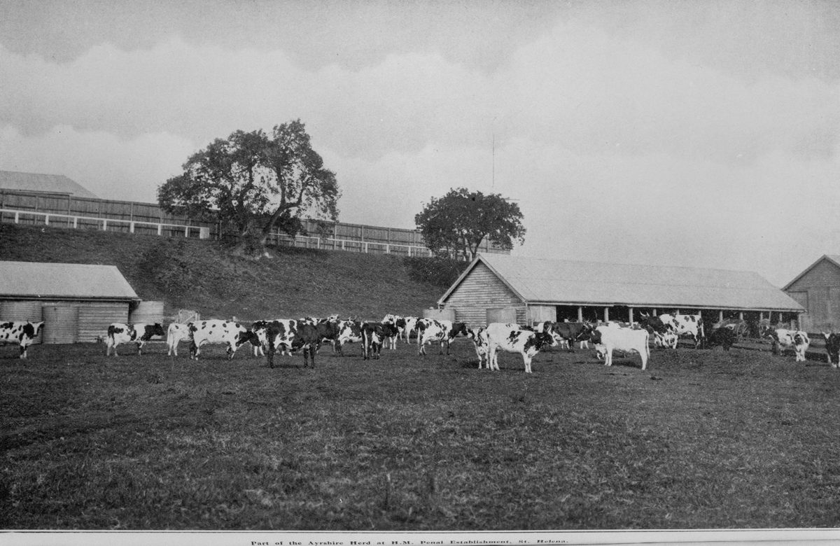 Part of the Ayrshire herd at the St. Helena Island penal settlement, 1912, St Helena Island