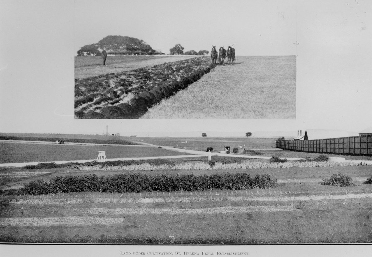 Cultivated land on St. Helena Island, 1914, St Helena Island