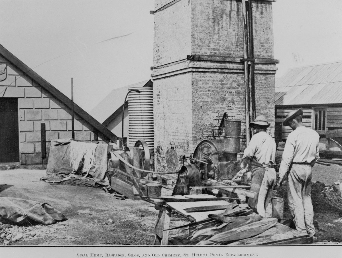 Prisoners working with sisal hemp and a raspador on the St. Helena penal establishment, 1914, St Helena Island