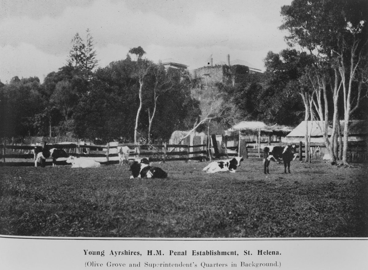 Ayrshire cattle at St. Helena Island penal settlement, 1912, St Helena Island