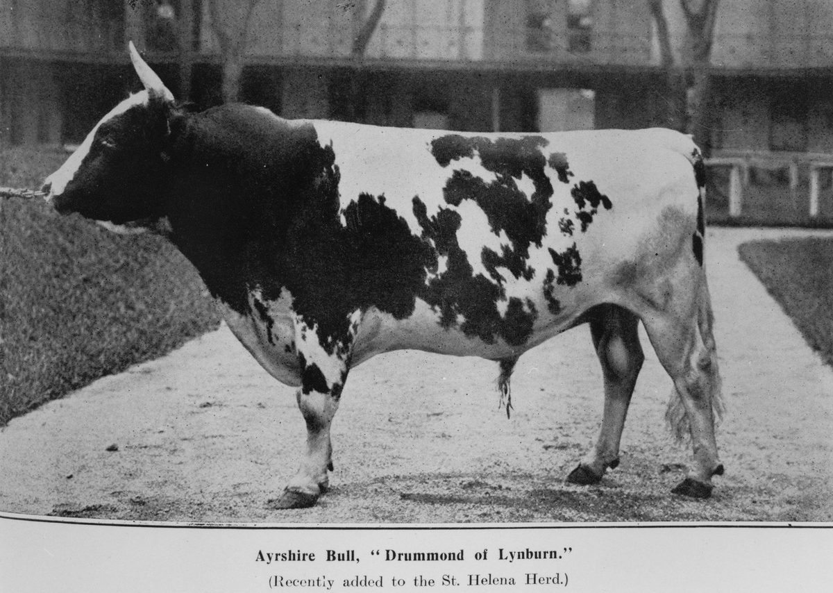 Ayrshire Bull, 'Drummond of Lynburn', St. Helena, 1912, St Helena Island