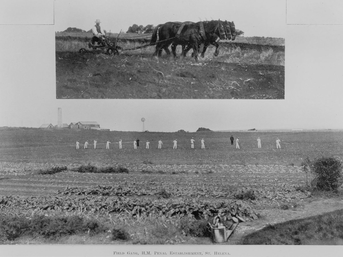 Field gang on St. Helena Island, 1911