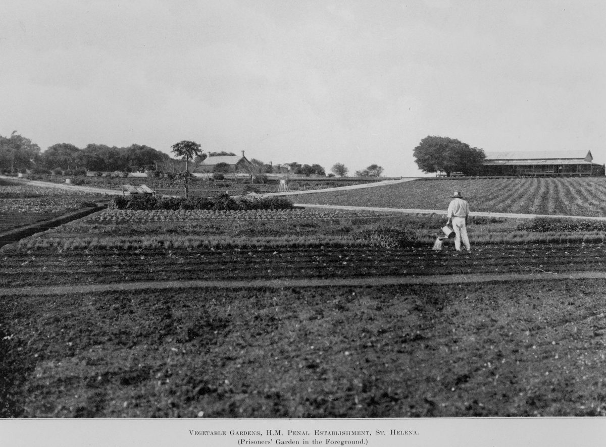 Vegetable gardens, H.M. Penal Establishment, St. Helena (Prisioners' garden in foreground), 1911, St Helena Island