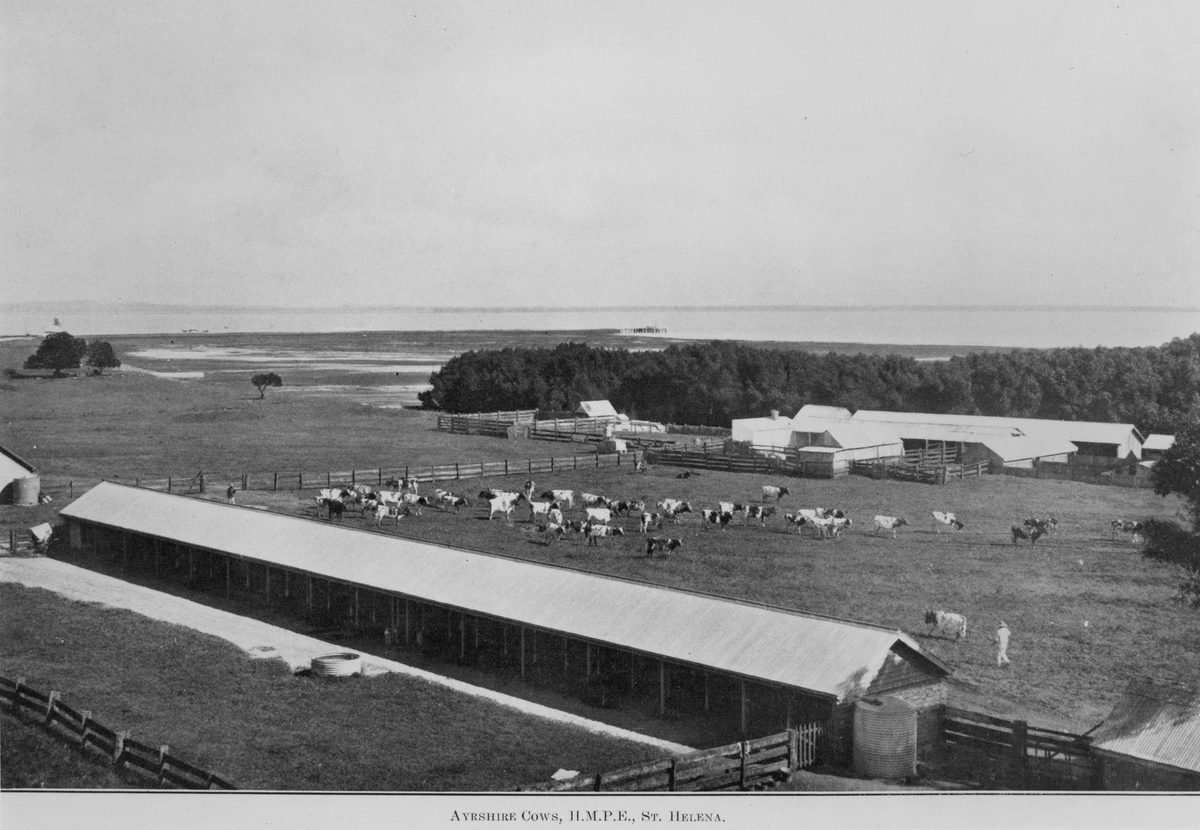 Ayrshire cows, H.M. Penal Establishment, St. Helena, 1913, St Helena Island