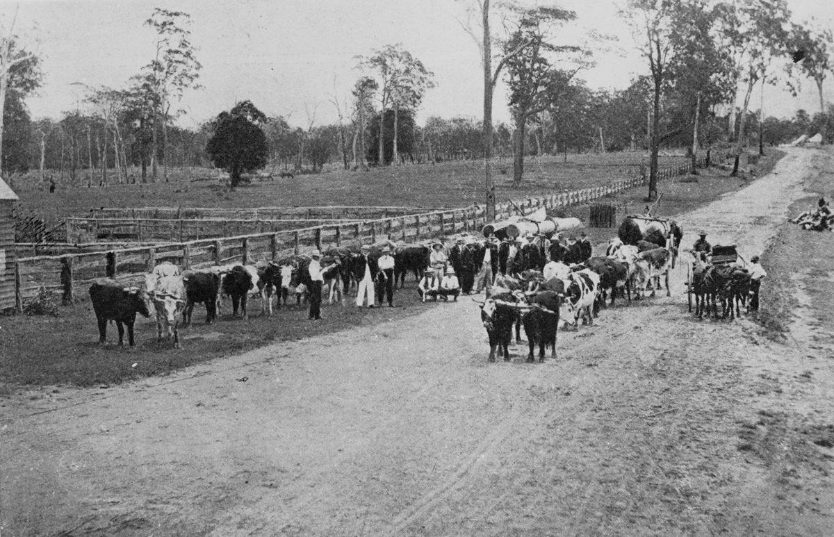 Sale of W. Litherland's bullock teams, 1907, Caboolture