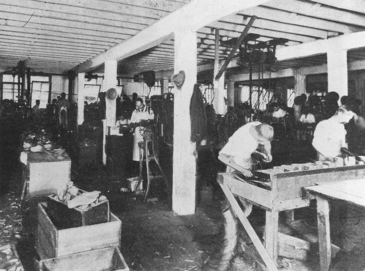 Shoemaking workshop at Davey Halliday Company, Brisbane, 1904