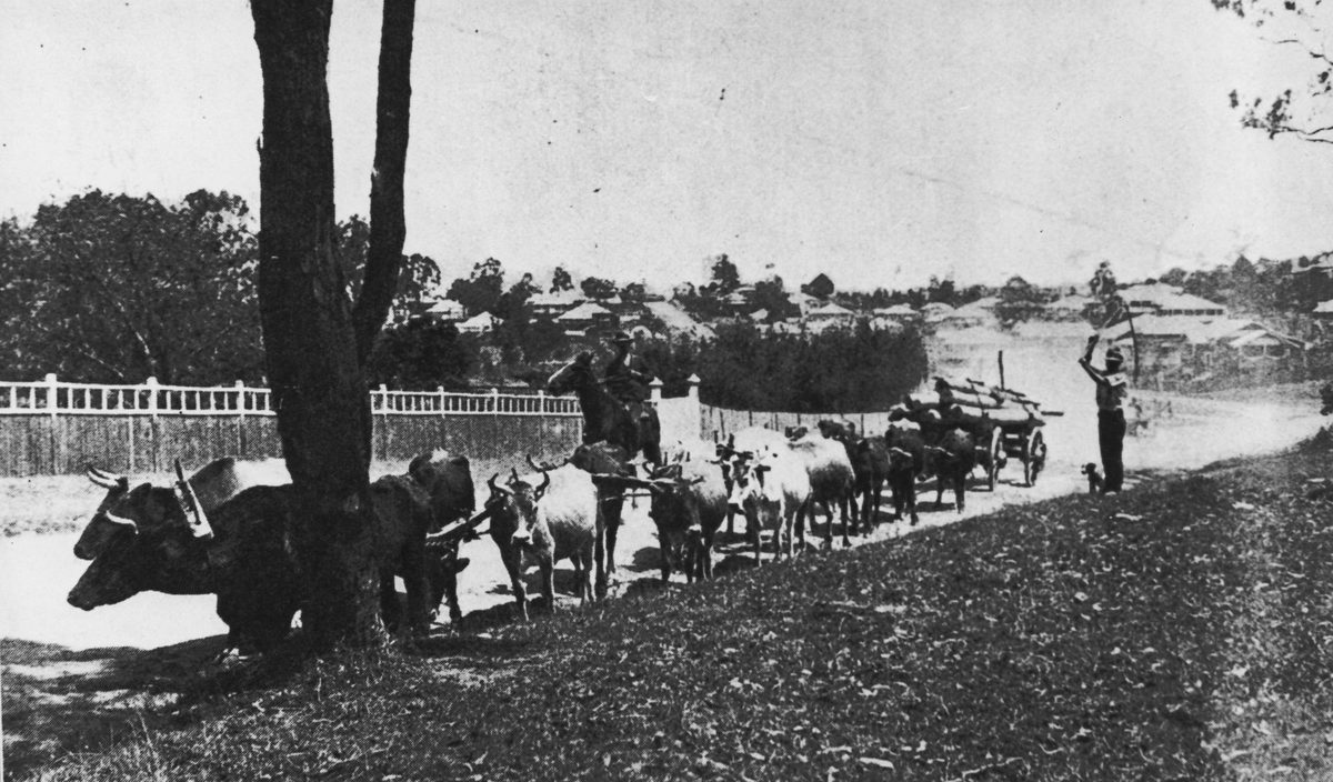 Bullock team in Taringa, Brisbane, 1921
