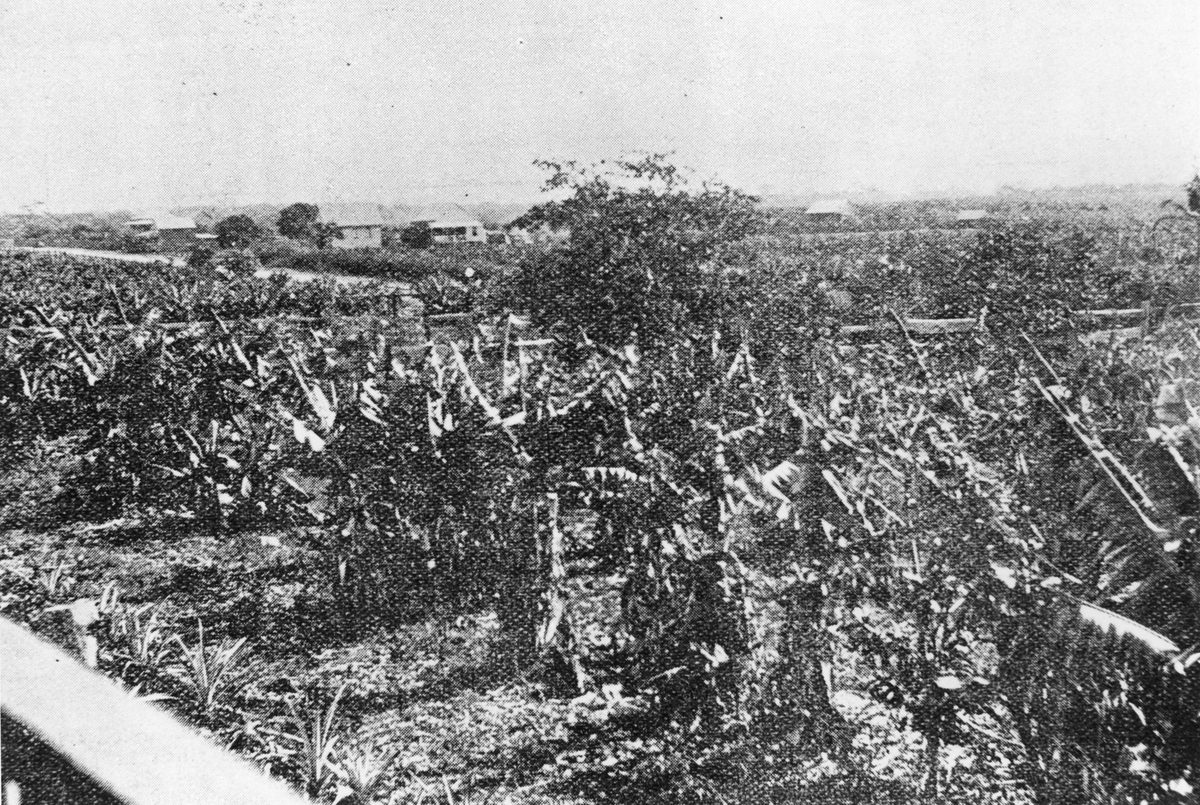 Banana plantation at Redland Bay, 1902