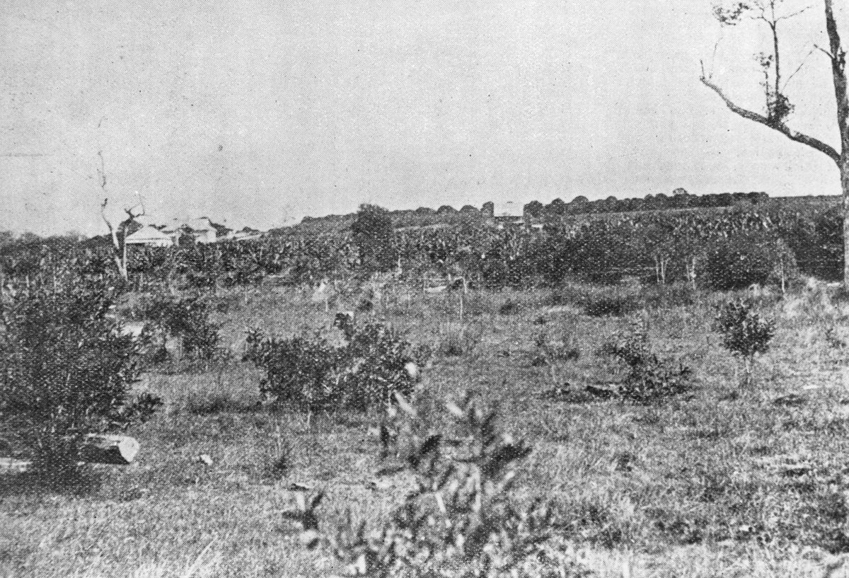 Orange and banana groves surrounding the School of Arts, Redland Bay, 1902