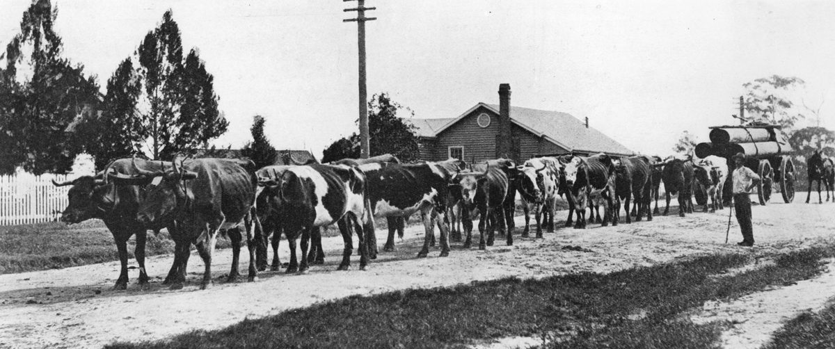 Bullock team pulling a timber jinker on the streets of Caboolture (1907)